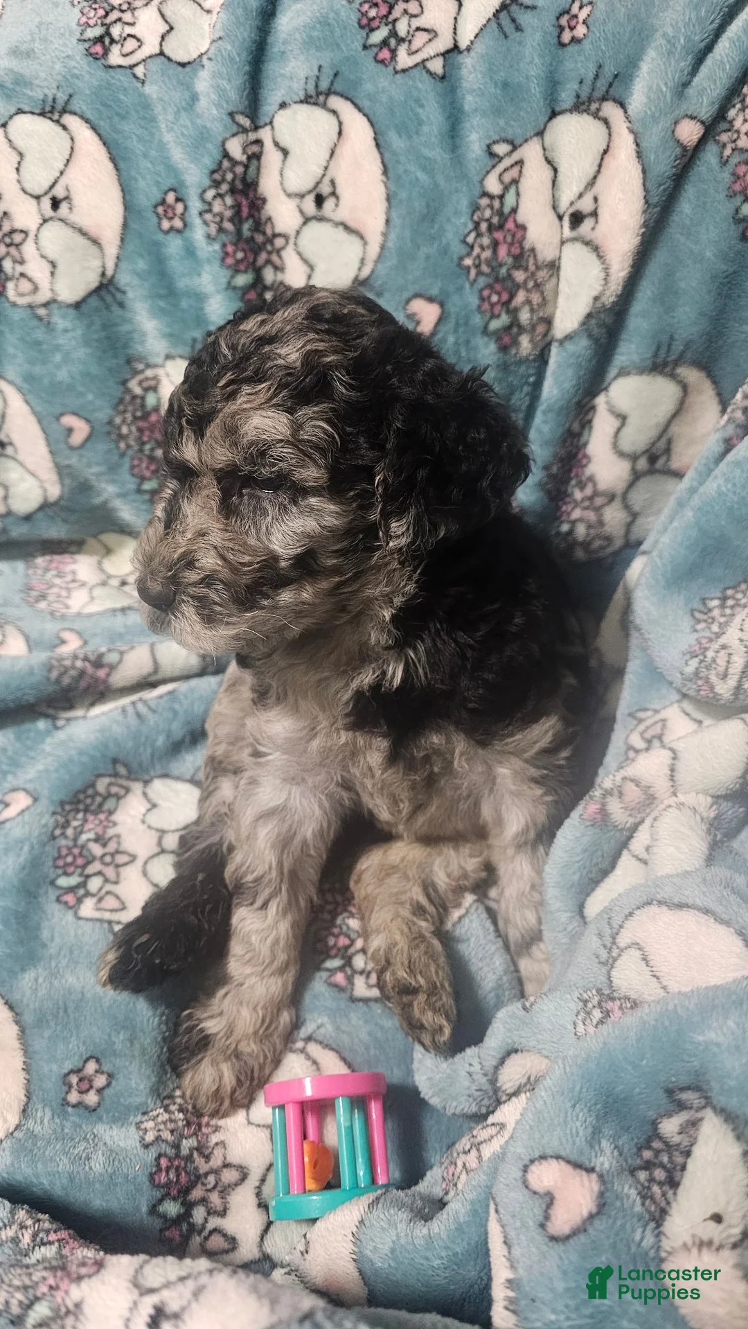 Standard Poodle dogs for sale: Rocco - Ad 1