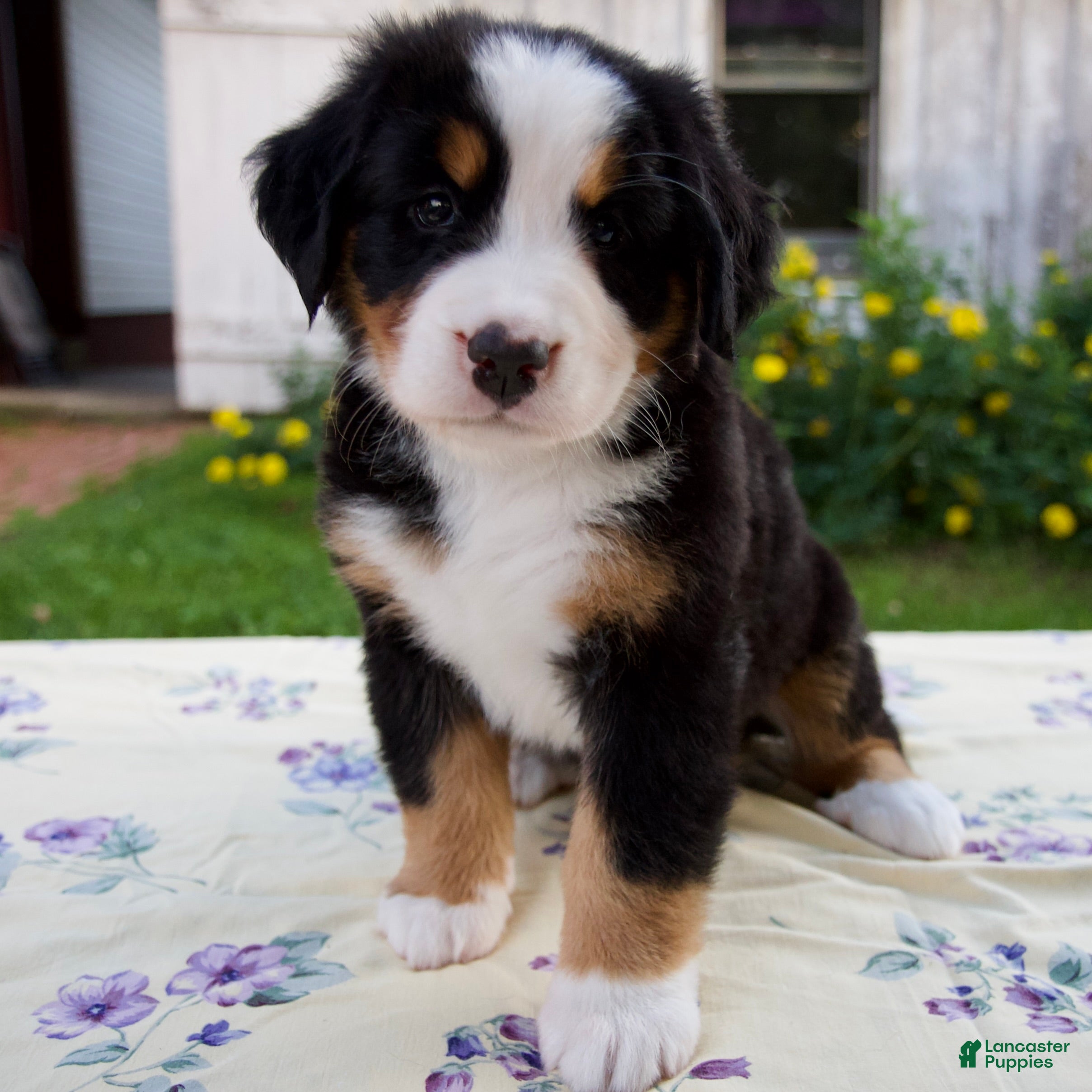Bernese Mountain Dog dogs Sally - Ad 1