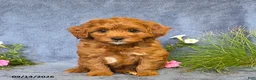 Cavapoo dogs for sale: Toby - Ad 3