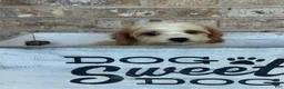 Mini Bernedoodle dogs for sale: Bailey - Ad 5