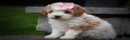 Cavachon dogs for sale: Hailey🌸 - Ad 10