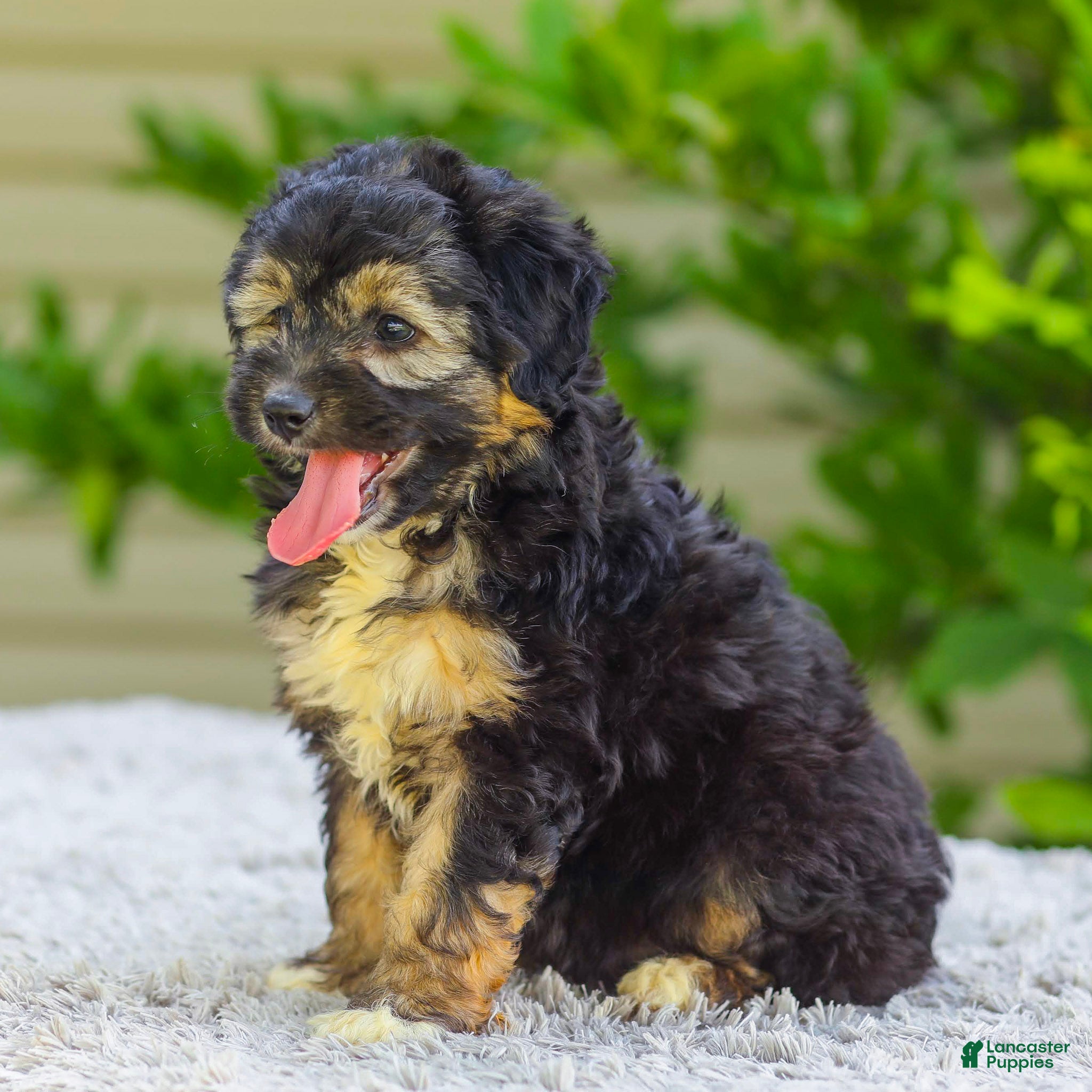 Mini Aussiedoodle dogs Velvet - Ad 2