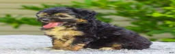 Mini Aussiedoodle dogs for sale: Velvet - Ad 2