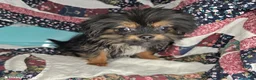 Mixed Breed dogs for sale: Ira Gershwin [Peke + Yorkie] - Ad 4