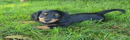 Miniature Dachshund dogs for sale: Vivian  - Ad 6