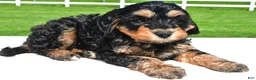 Mixed Breed dogs for sale: River - Ad 5