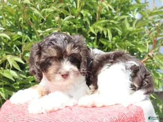 Cavapoo dogs for sale: Echo - Ad 4