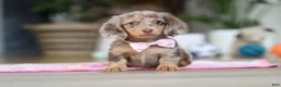 Miniature Dachshund dogs for sale: Callie - Ad 6