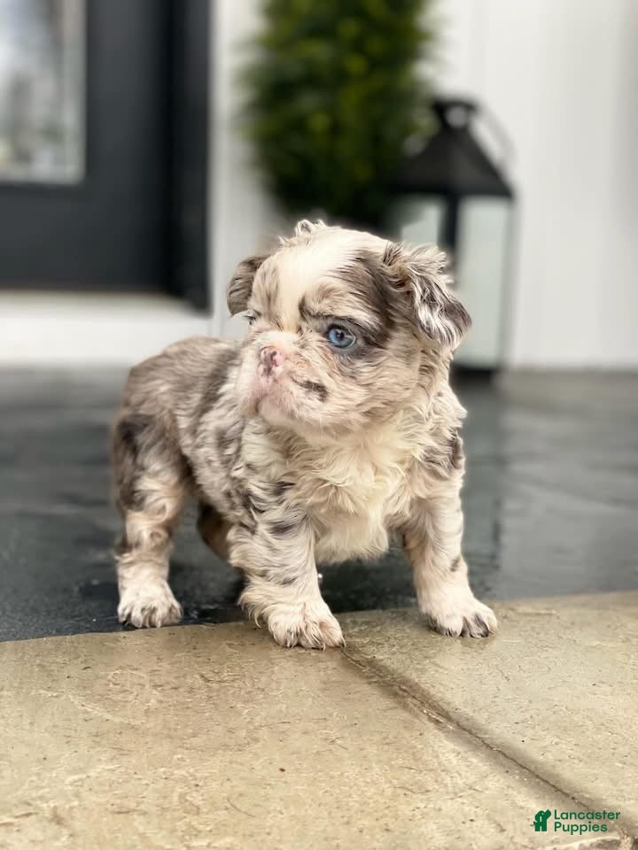 French Bulldog dogs Flora - Ad 28