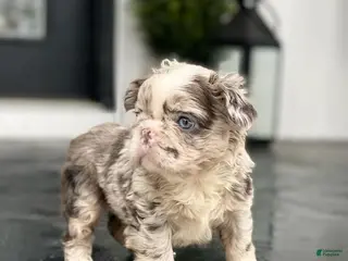 French Bulldog dogs Flora - Ad 28