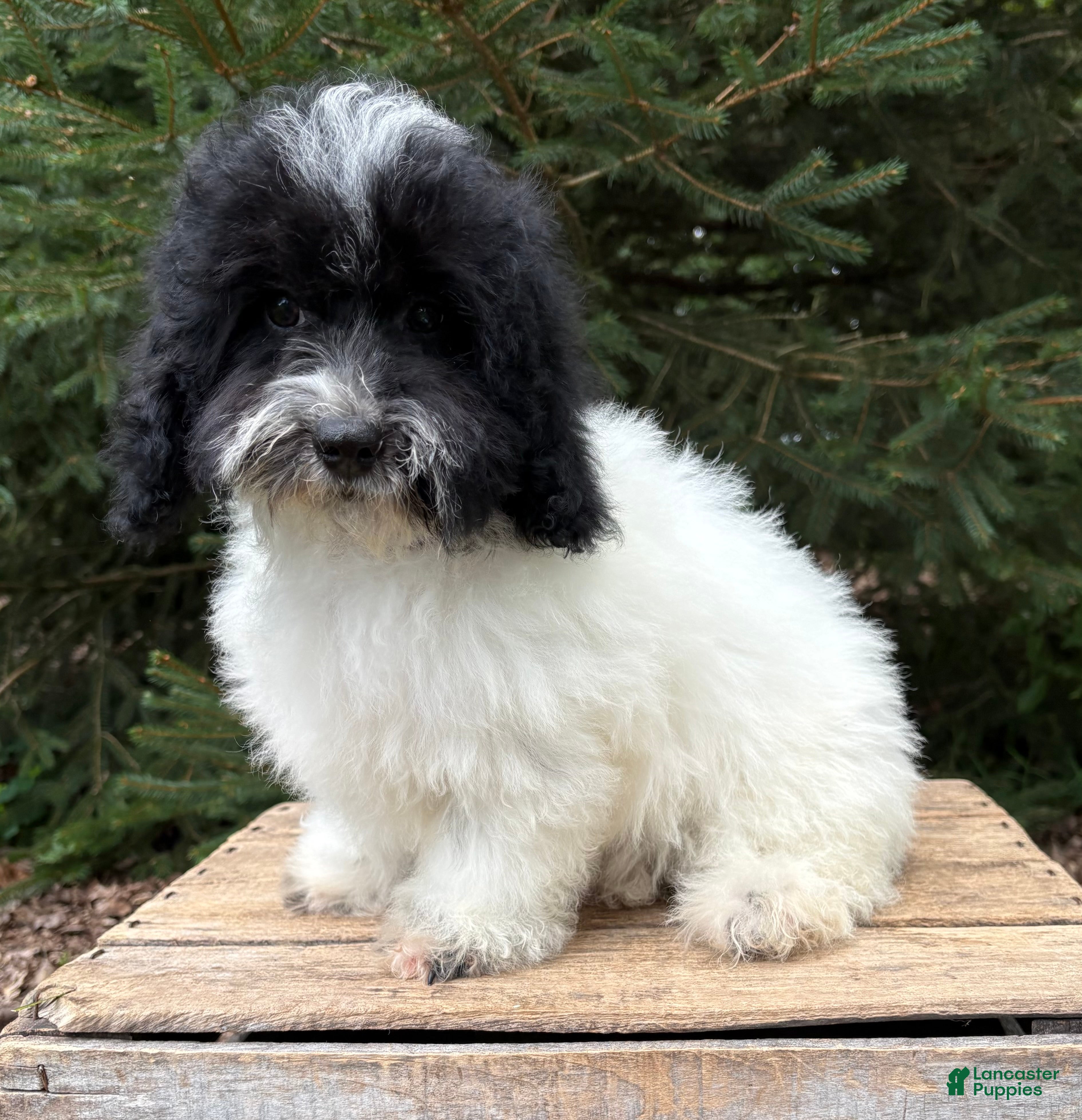 Havapoo dogs Ava  - Ad 2