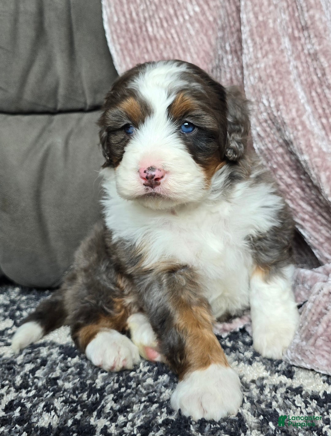 Mini Bernedoodle dogs for sale: Mini Bentley - Ad 8
