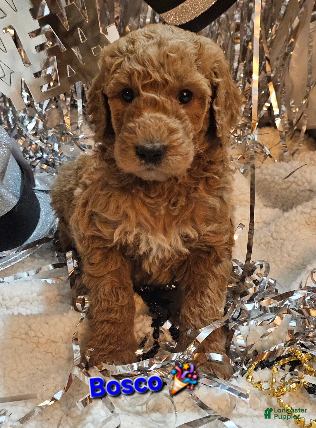 Goldendoodle dogs for sale: Bosco - Ad 1