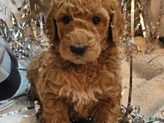 Goldendoodle dogs Bosco - Ad 13