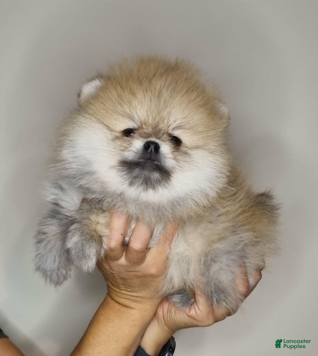 Pomeranian dogs Jarden - Ad 8