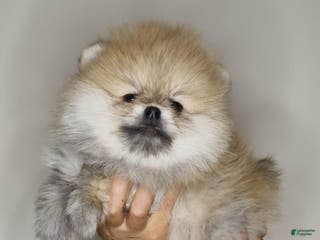 Pomeranian dogs Jarden - Ad 8