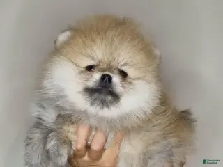 Pomeranian dogs Jarden - Ad 25