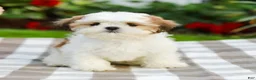 Shih Tzu dogs for sale: Anthony (Puppy Raised in Our Home and Working on Potty Training!) - Ad 3