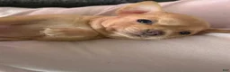Chihuahua dogs for sale: Nala - Ad 6
