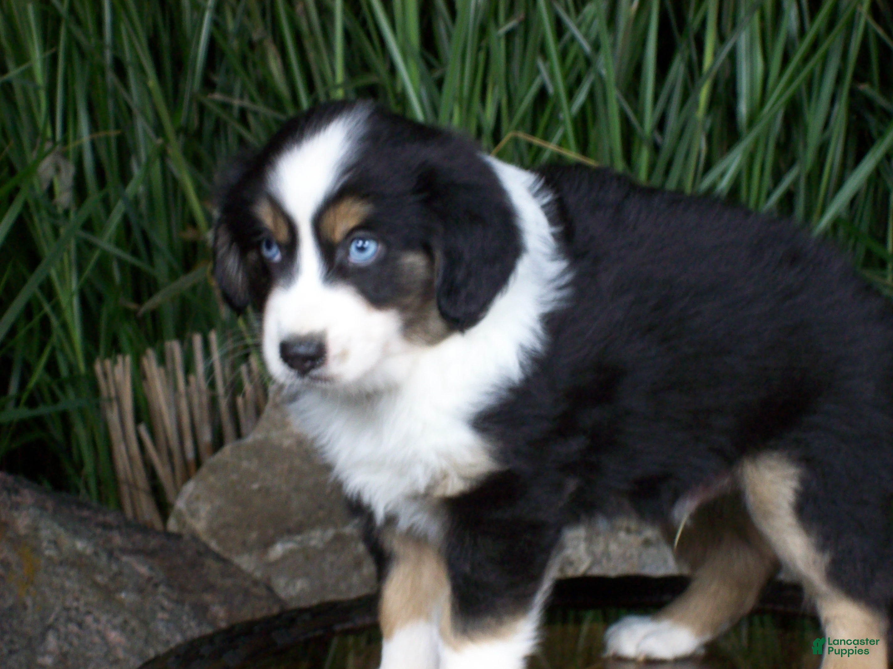 Miniature Australian Shepherd dogs Romeo - Ad 1