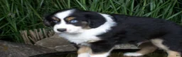 Miniature Australian Shepherd dogs for sale: Romeo - Ad 1