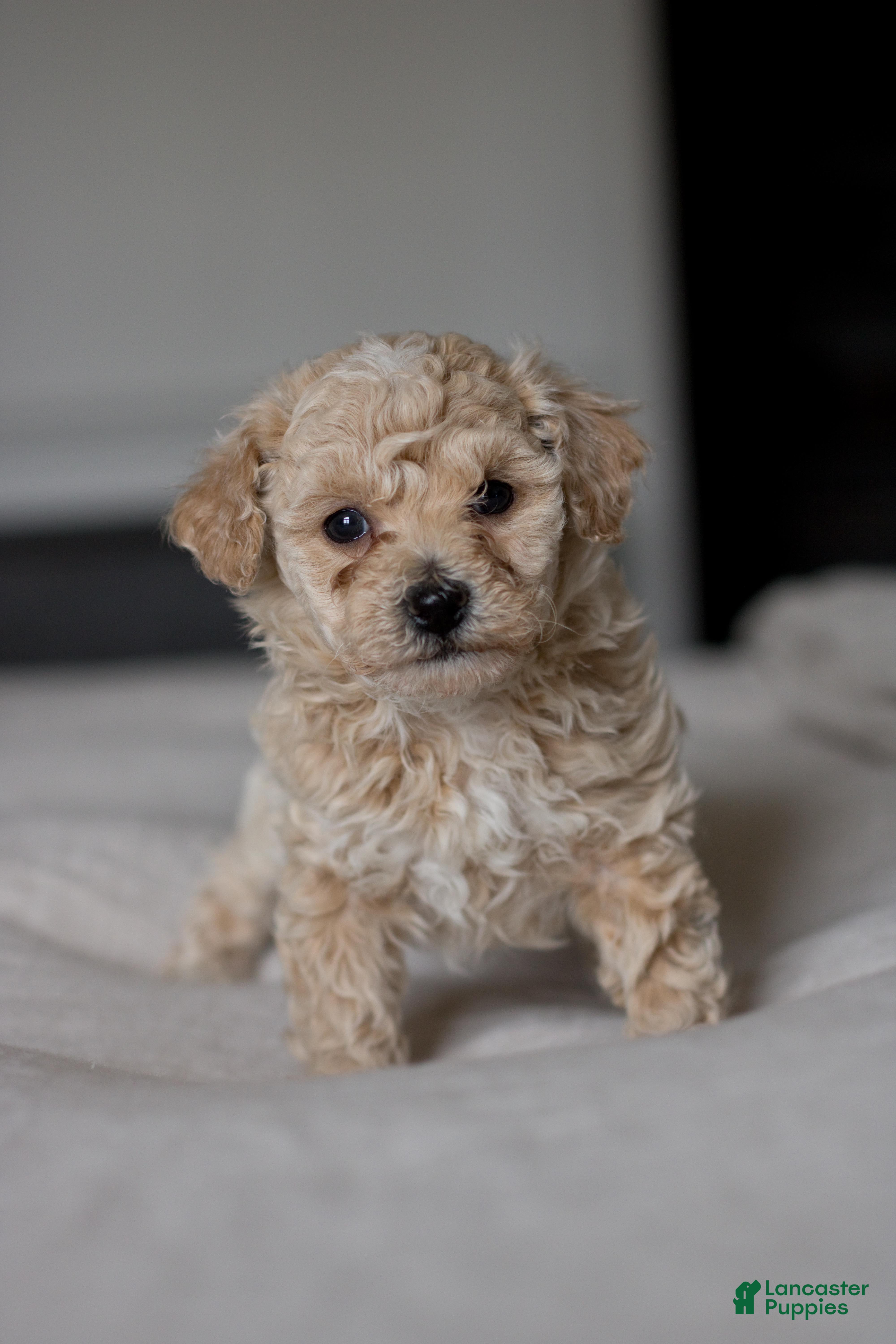 Bichpoo dogs Beau - Ad 2