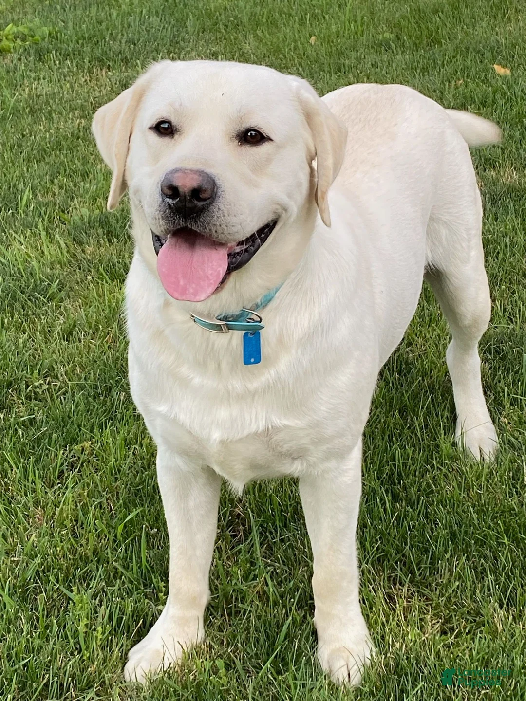 Labrador Retriever dogs for sale: Twila - Ad 4