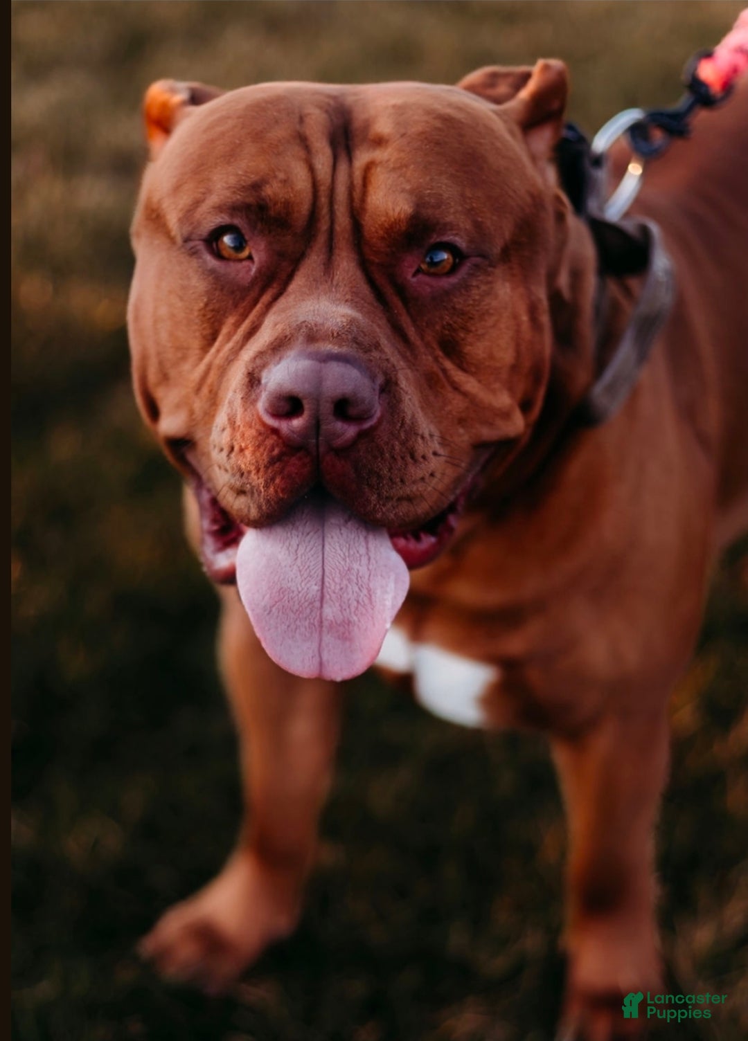 American Bully dogs for sale: NUTMEG  - Ad 6