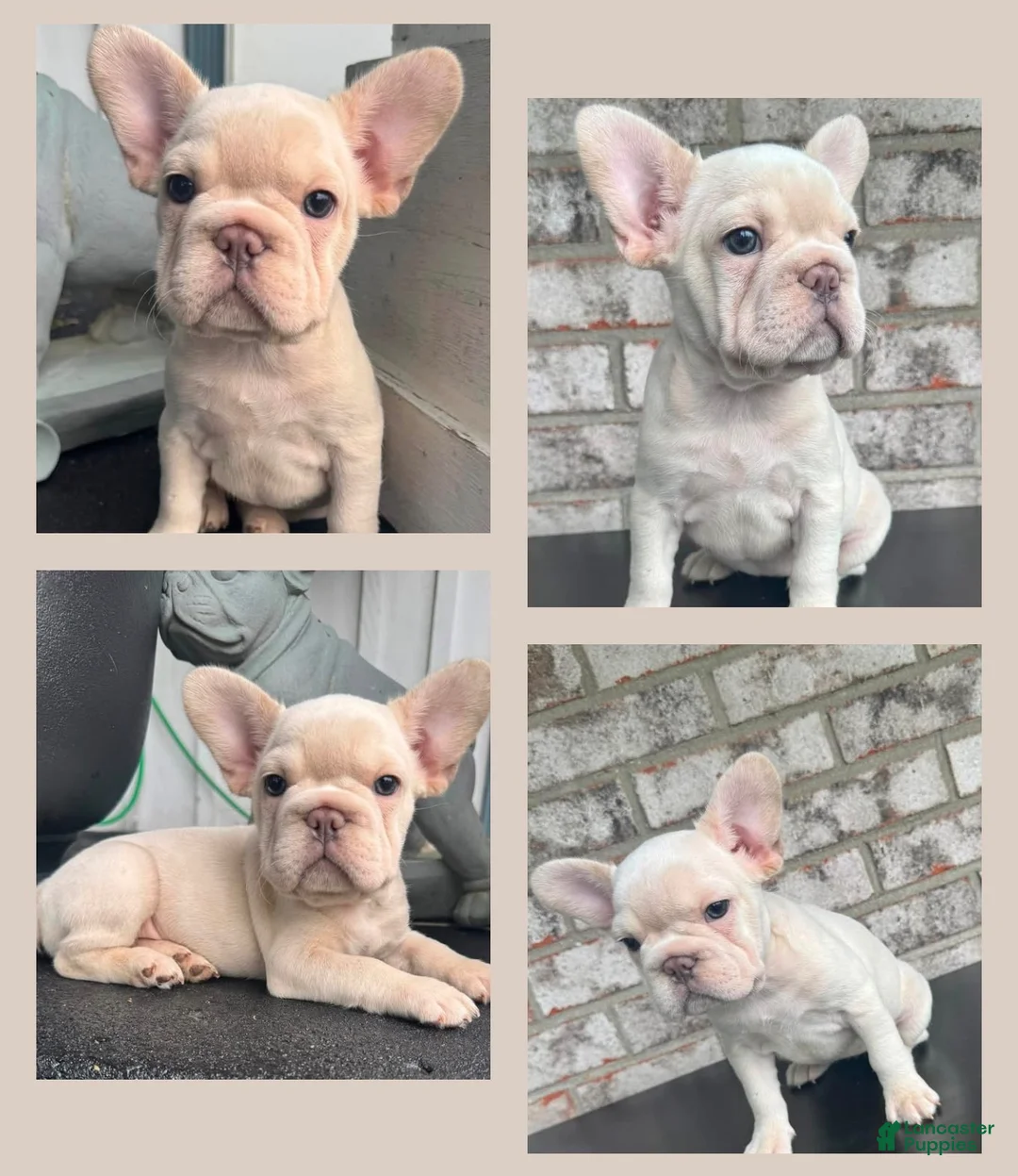 French Bulldog dogs for sale: French Bulldog 2 - Ad 2