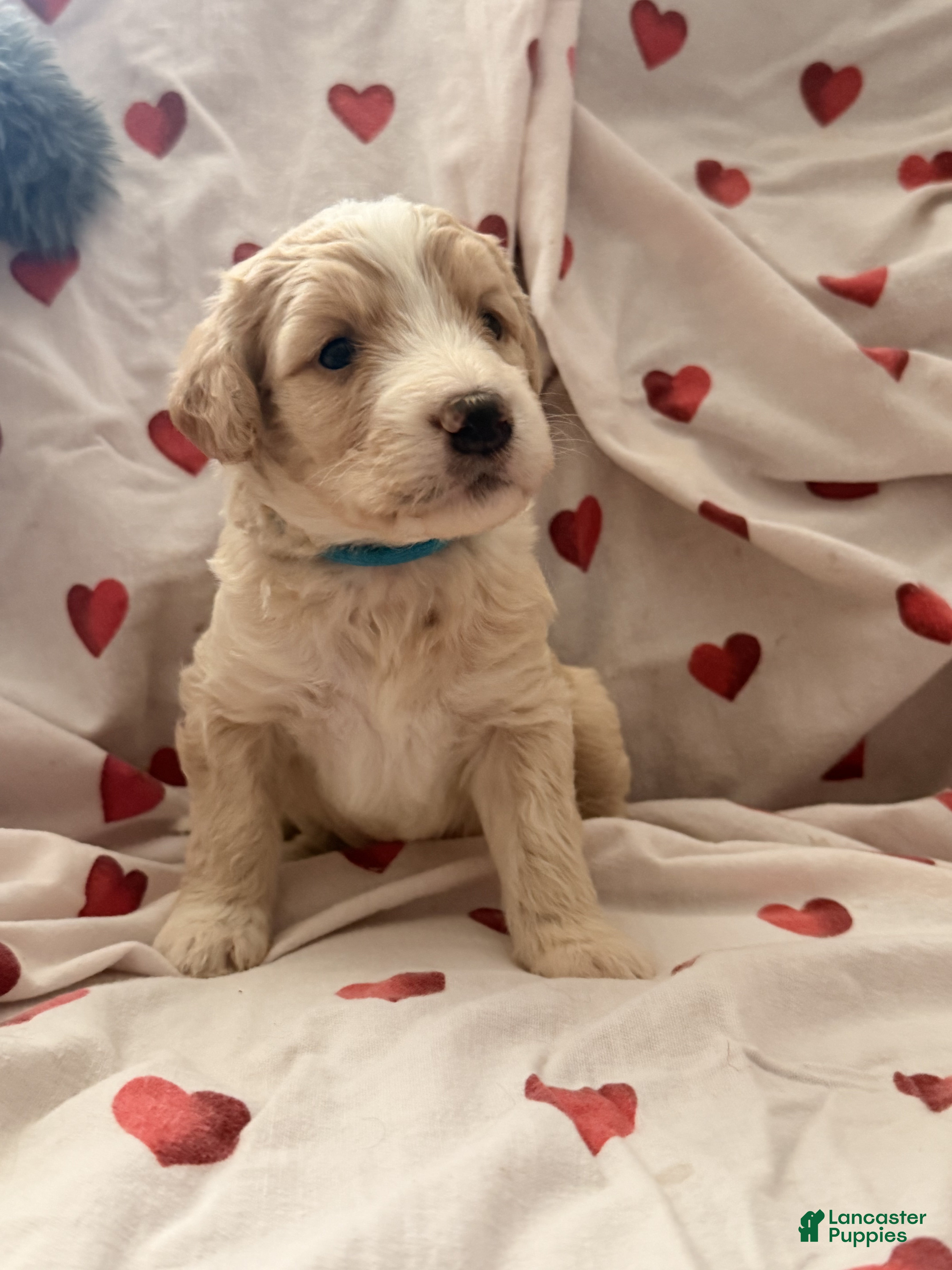 Bernedoodle dogs Rory - Ad 1