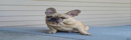 French Bulldog dogs for sale: Coco merle male - Ad 6