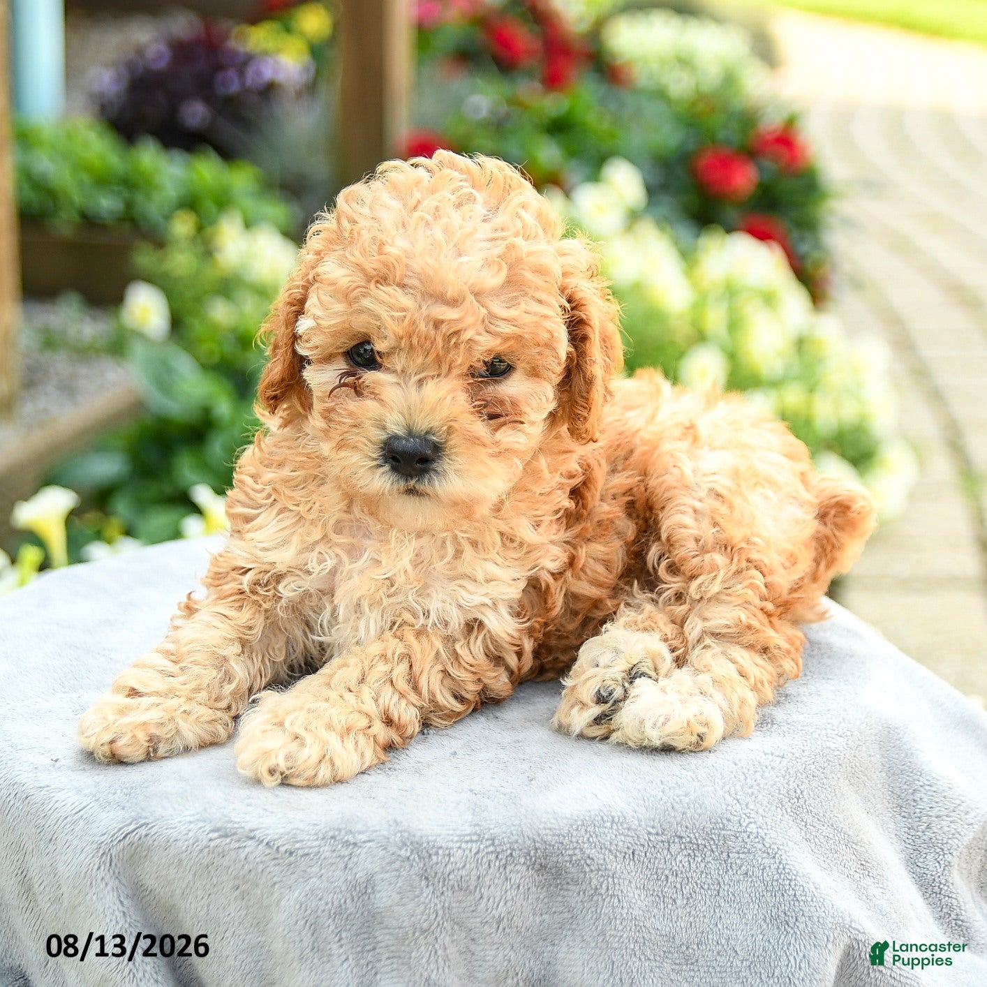 Toy Poodle dogs Alexis - Ad 2