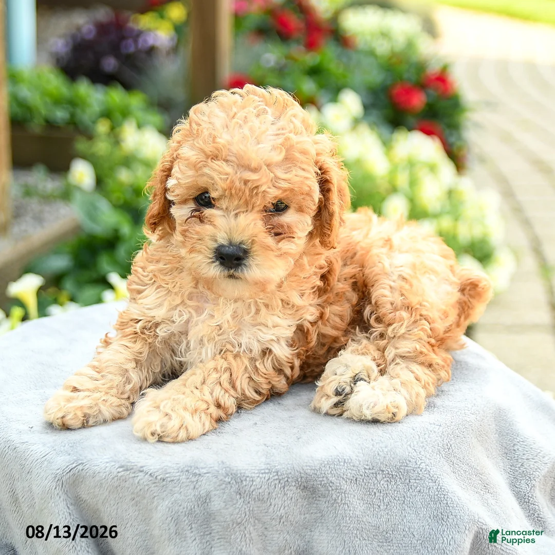 Toy Poodle dogs for sale: Alexis - Ad 2