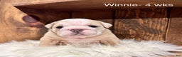 English Bulldog dogs for sale: Winnie - Ad 2
