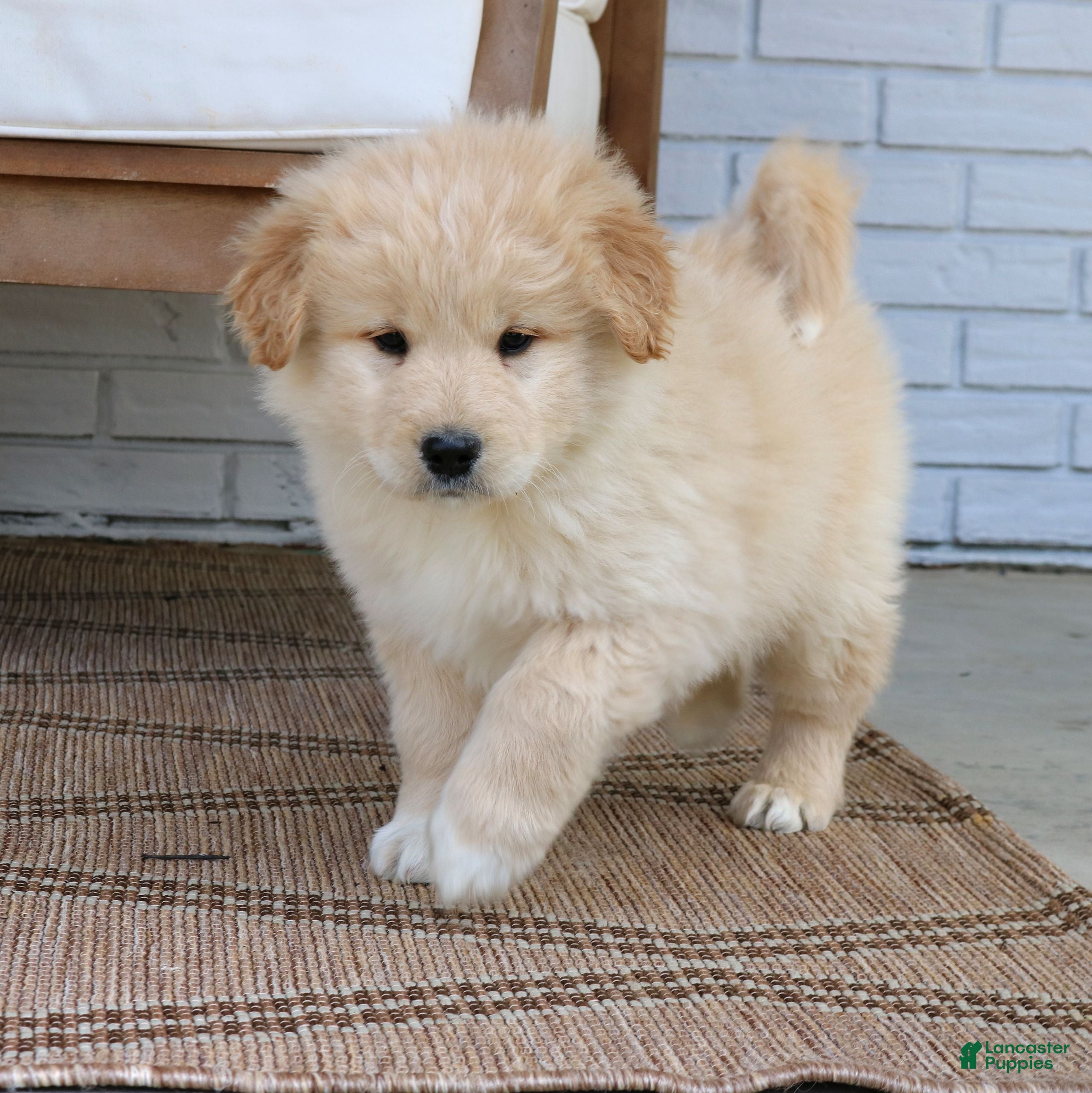 Mixed Breed dogs Duke  - Ad 2