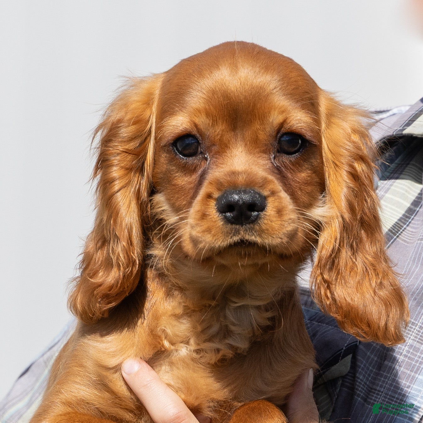 Cavalier King Charles Spaniel dogs Rusty - Ad 1