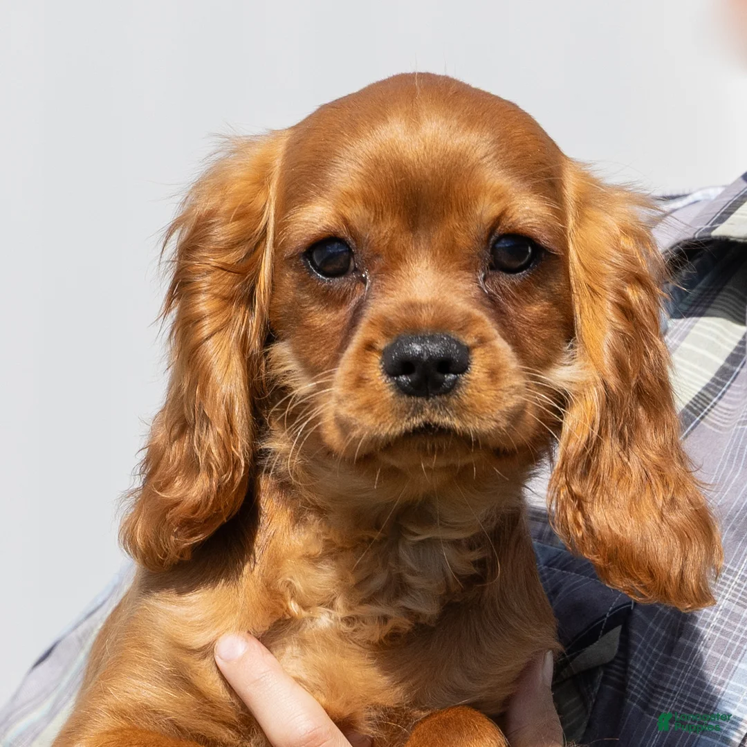 Cavalier King Charles Spaniel dogs for sale: Rusty - Ad 1