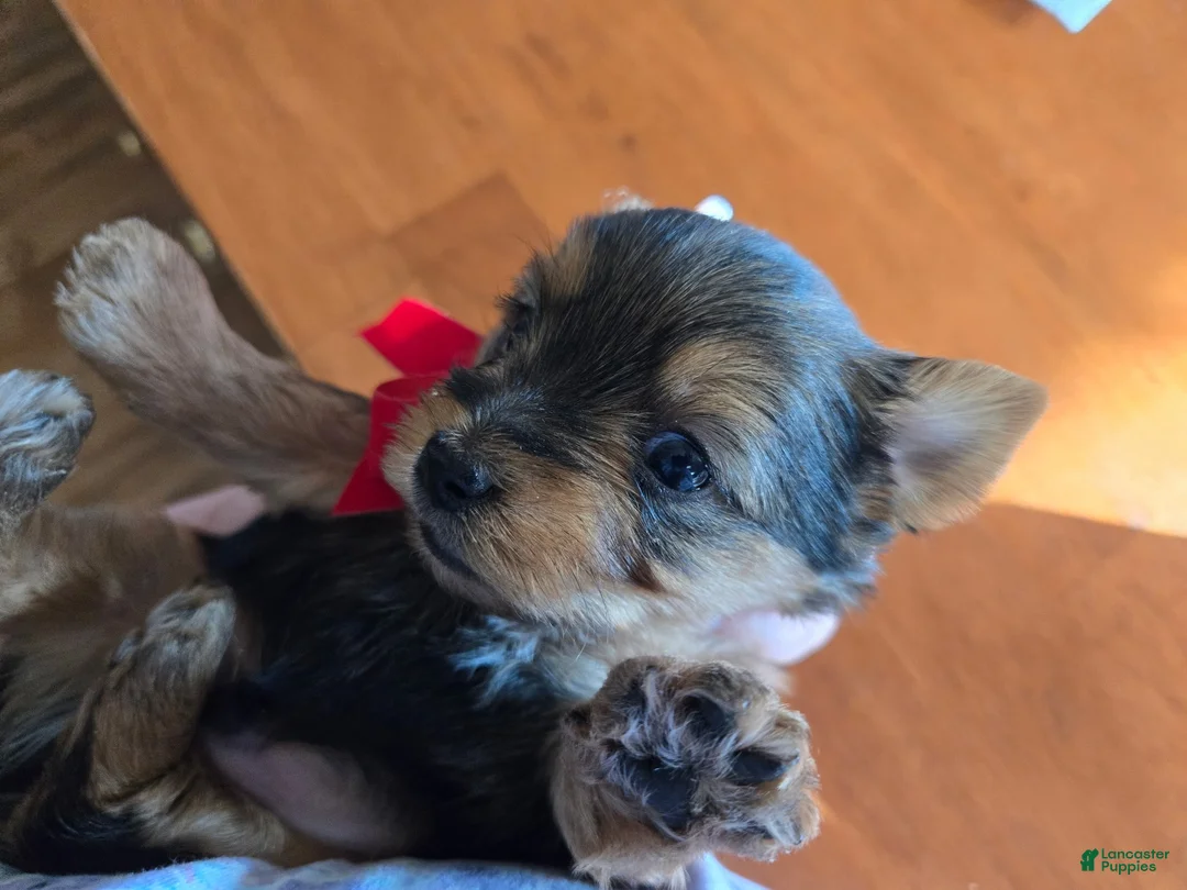 Yorkshire Terrier dogs for sale: Yorkshire Terrier Puppy 1 - Ad 1