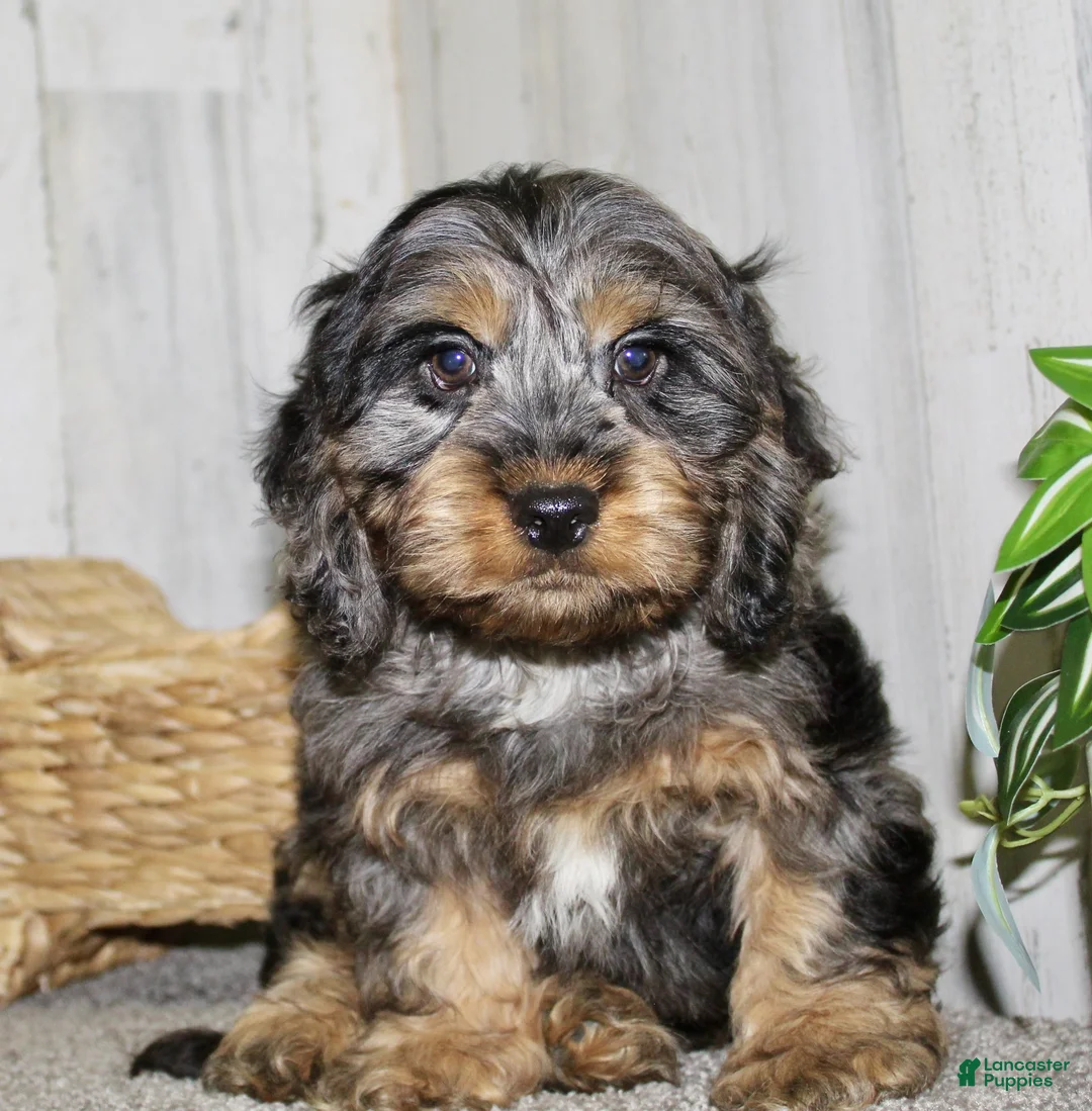 Cockapoo dogs for sale: Snickers - Ad 3