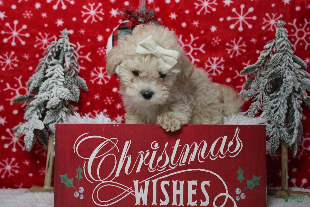 Havapoo dogs for sale: Cha Cha  - Ad 4