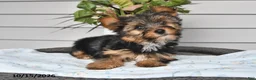Yorkshire Terrier dogs for sale: Thomas - Ad 4