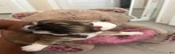 Shih Tzu dogs for sale: Shih Tzu 3 Autumn - Ad 2