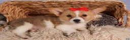 Welsh Corgi Pembroke dogs for sale: Conner  - Ad 12