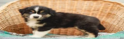 Miniature Australian Shepherd dogs for sale: Brody - Ad 6