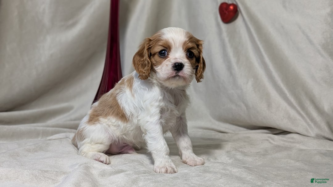 Cavalier King Charles Spaniel dogs for sale: Rover - Ad 7