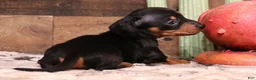 Miniature Dachshund dogs for sale: Snoopy black/tan smoothcoat male - Ad 1