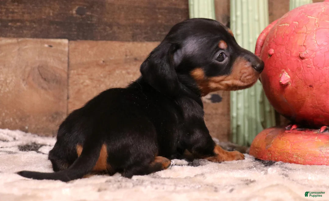 Miniature Dachshund dogs for sale: Snoopy black/tan smoothcoat male - Ad 1
