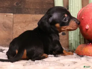Miniature Dachshund dogs Snoopy black/tan smoothcoat male - Ad 1