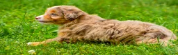 Mini Aussiedoodle dogs for sale: Goldie - Ad 5