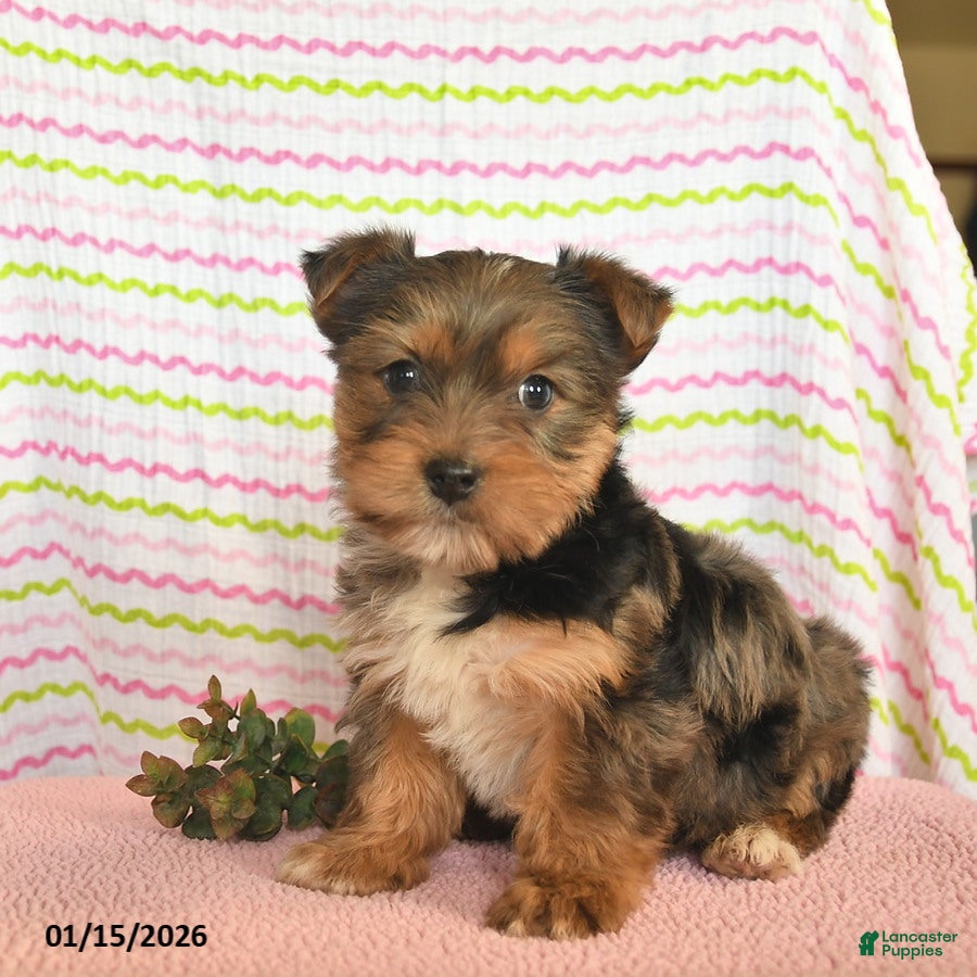 Yorkshire Terrier dogs Charlie  - Ad 24